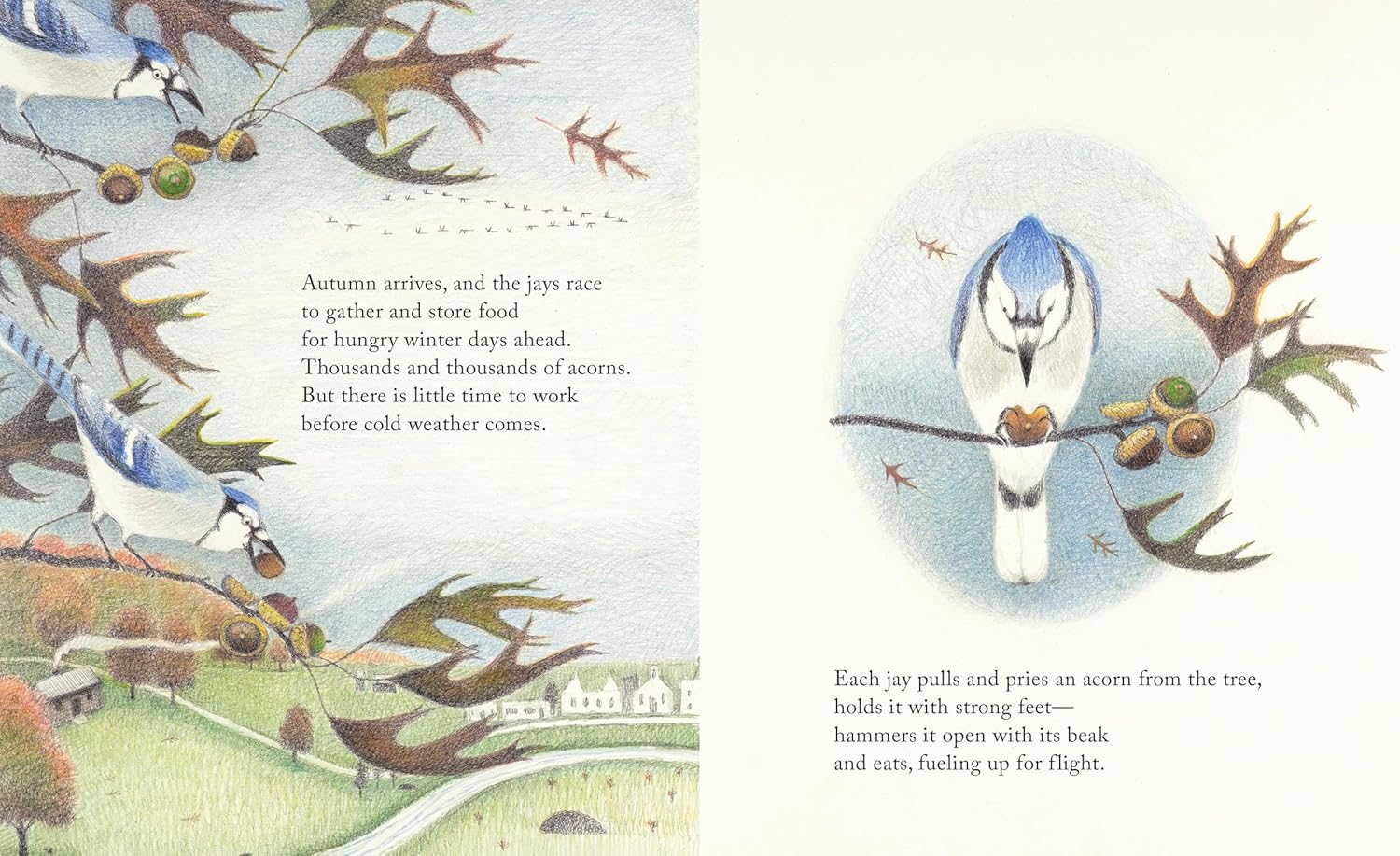 Kids Blue Jay Nature Book – The Blue Jays That Grew a Forest