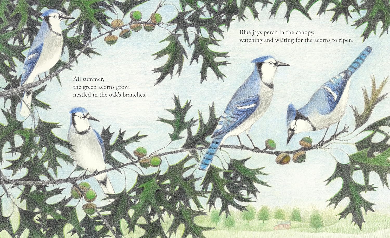 Kids Blue Jay Nature Book – The Blue Jays That Grew a Forest
