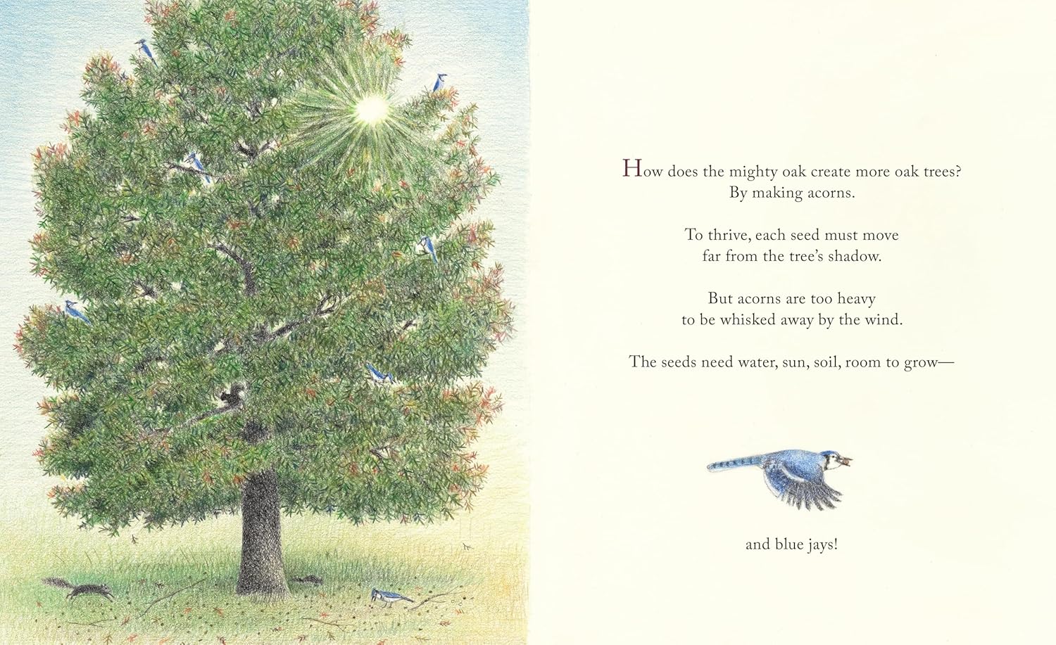 Kids Blue Jay Nature Book – The Blue Jays That Grew a Forest