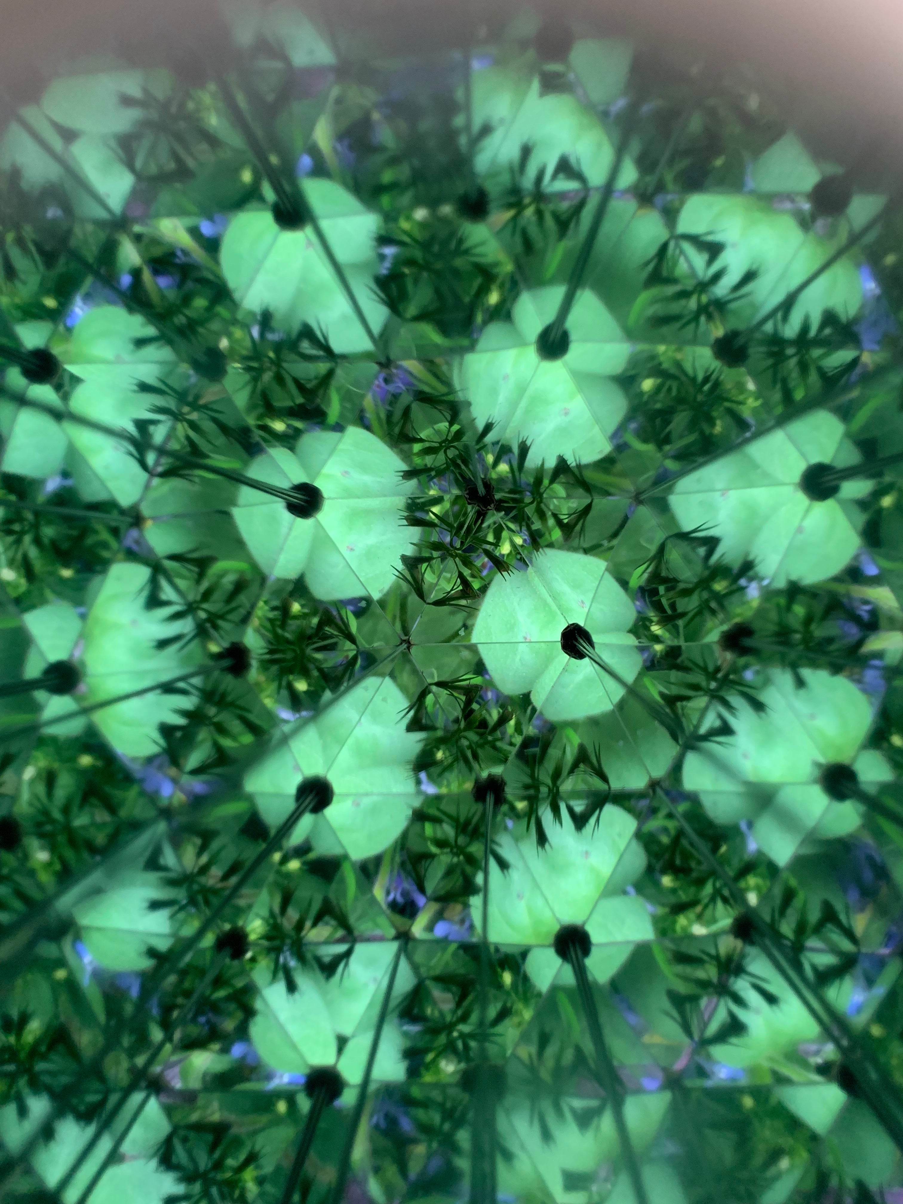 Huckleberry Kaleidoscope