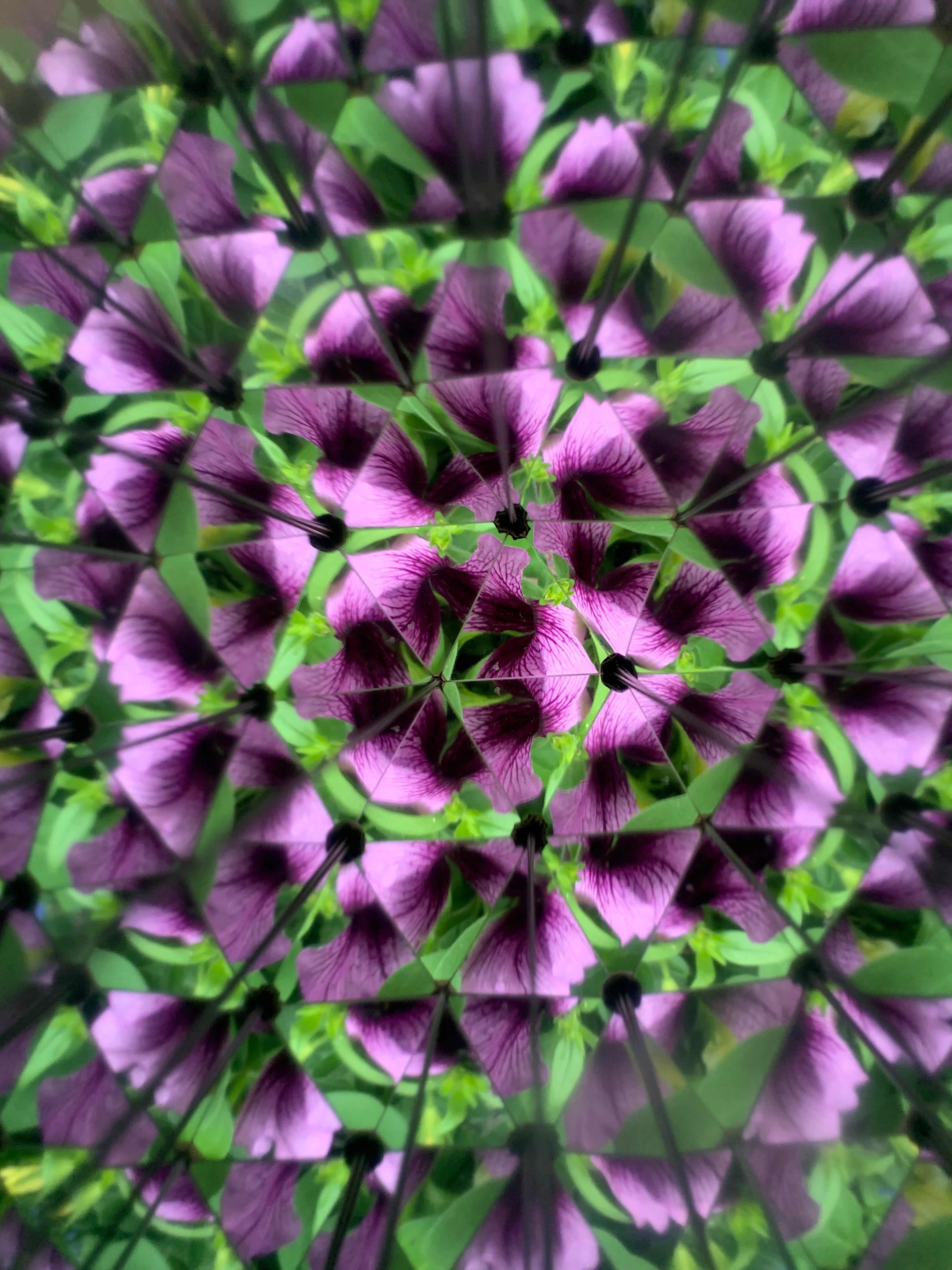 Huckleberry Kaleidoscope