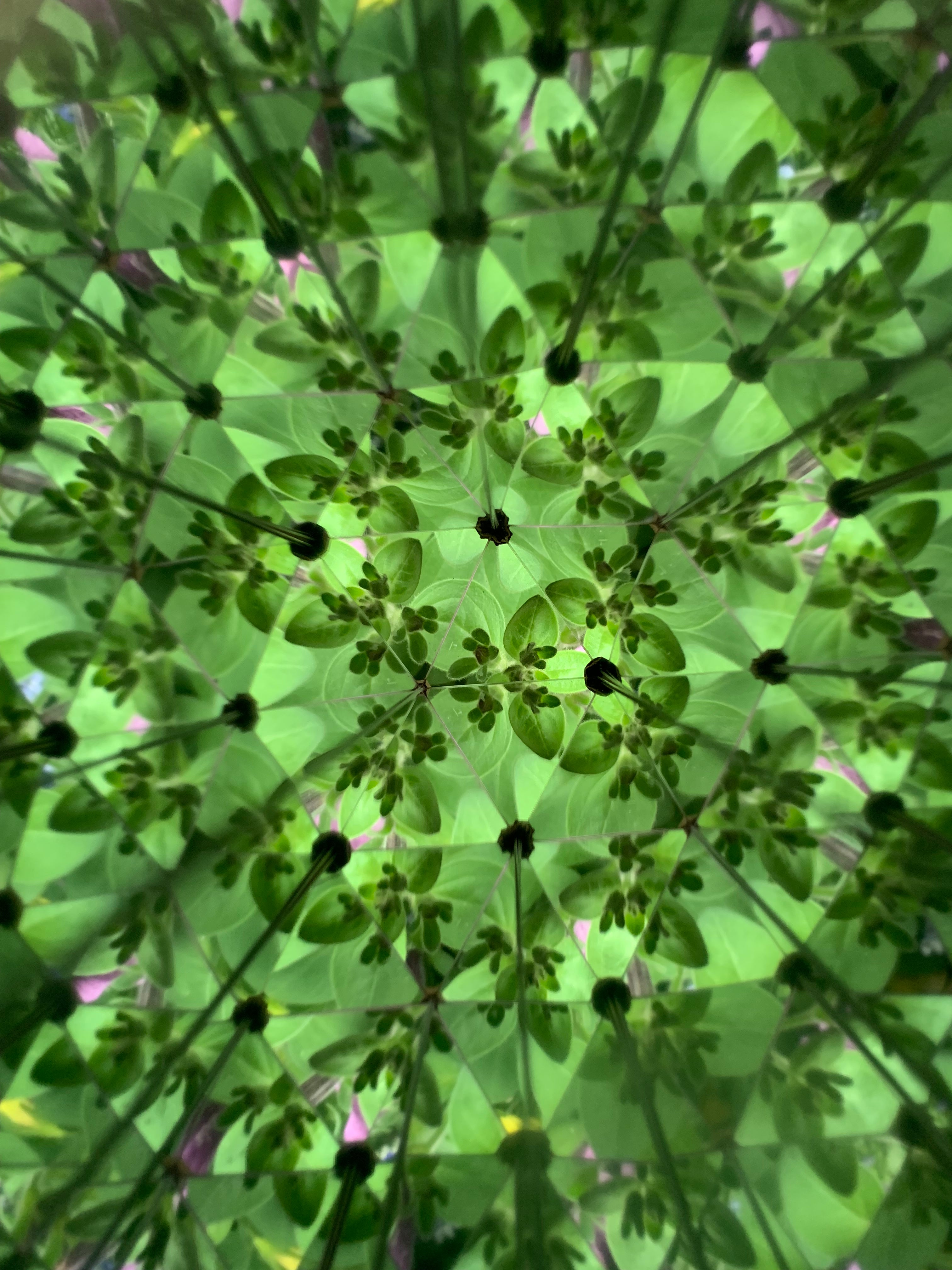 Huckleberry Kaleidoscope