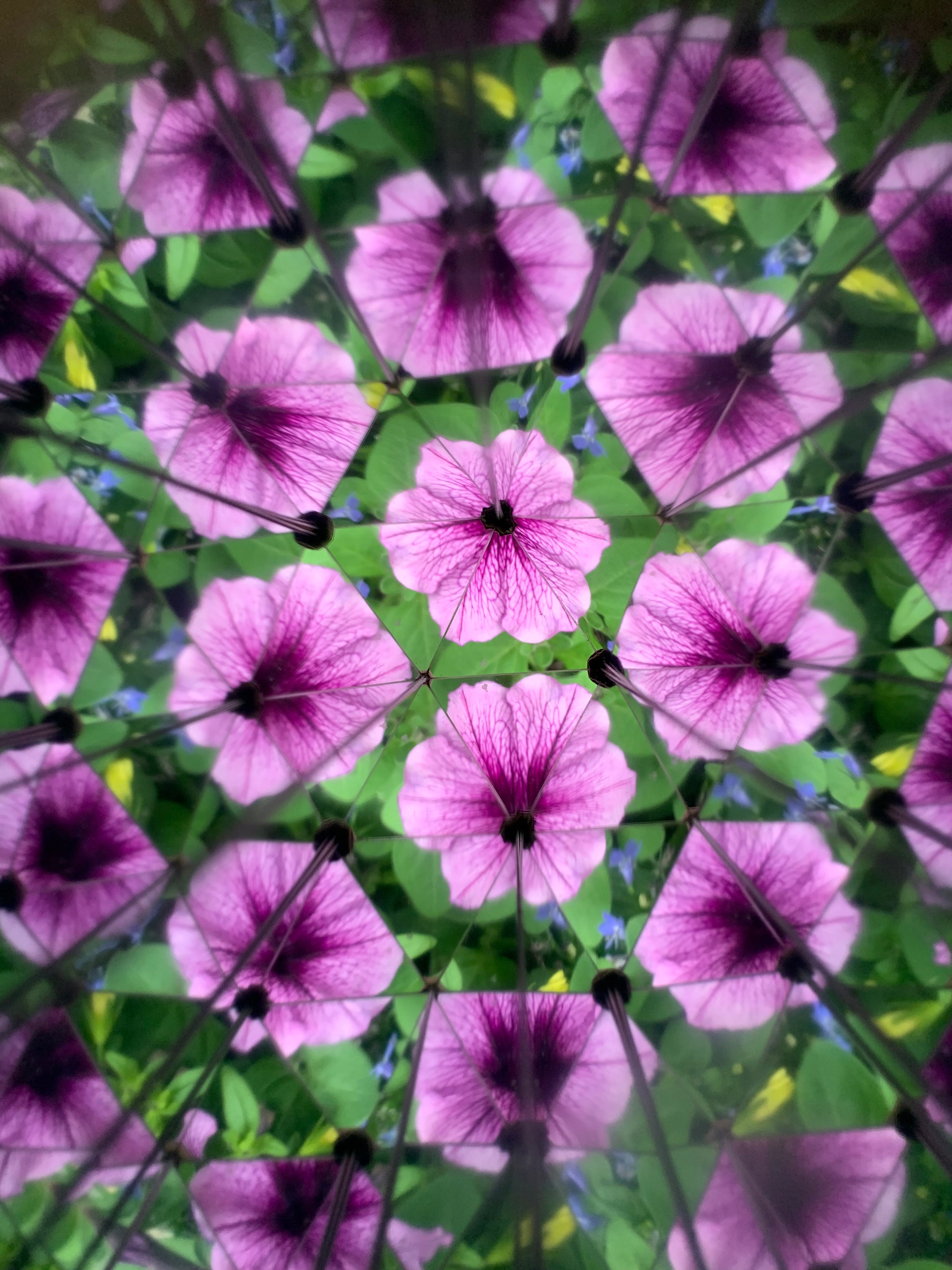 Huckleberry Kaleidoscope