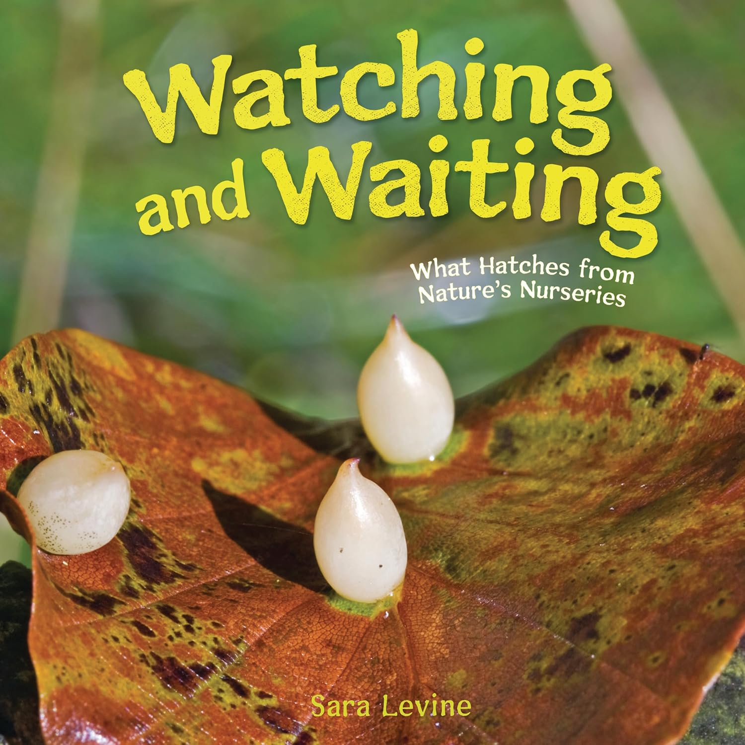 Kids Book cover of 'Watching and Waiting' with butterfly eggs on a leaf