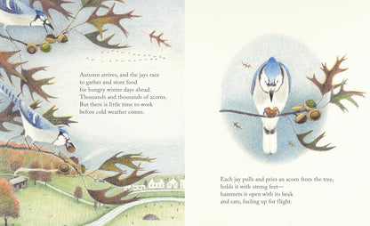 Kids Blue Jay Nature Book – The Blue Jays That Grew a Forest