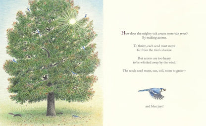 Kids Blue Jay Nature Book – The Blue Jays That Grew a Forest
