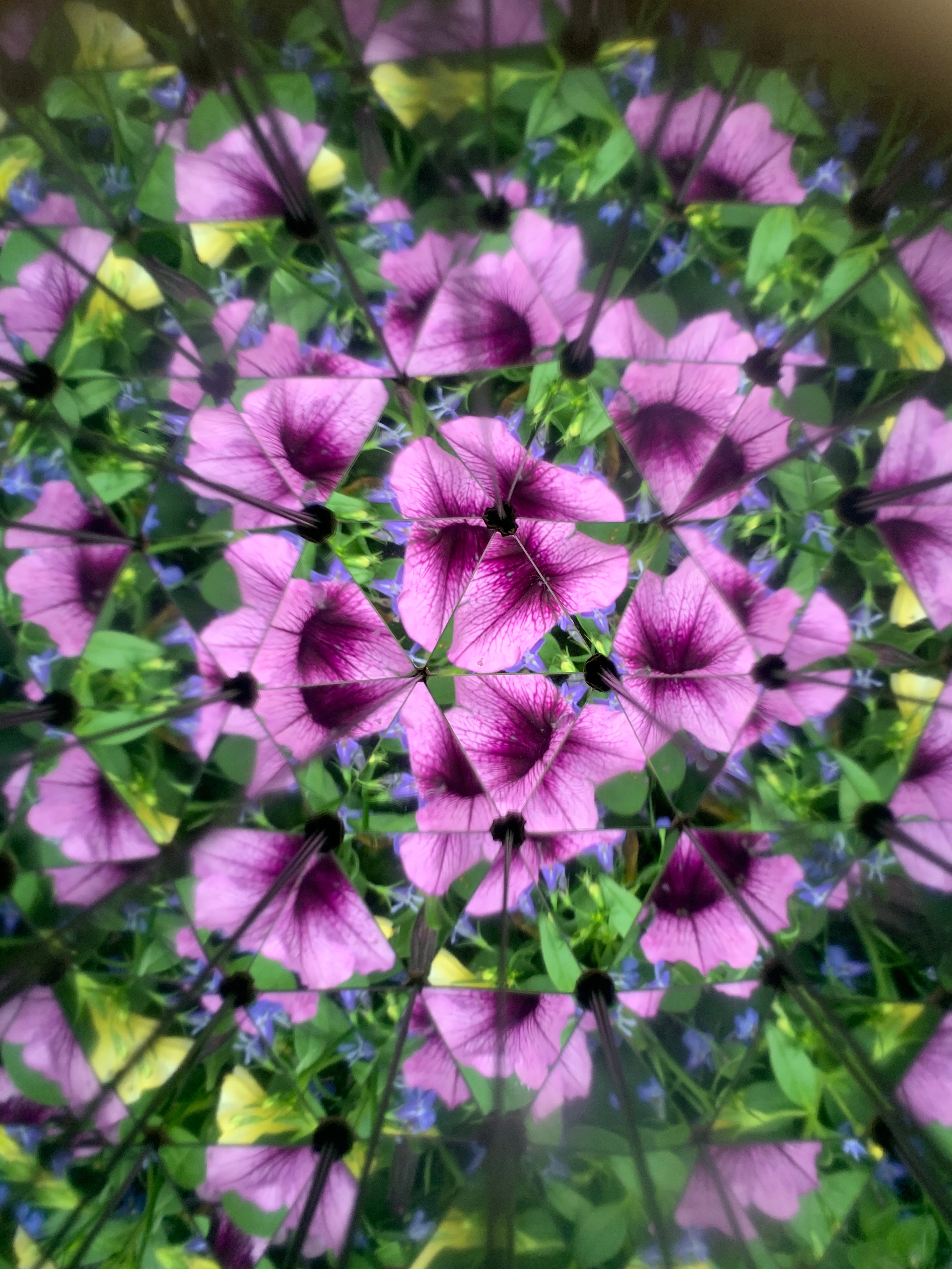 Huckleberry Kaleidoscope