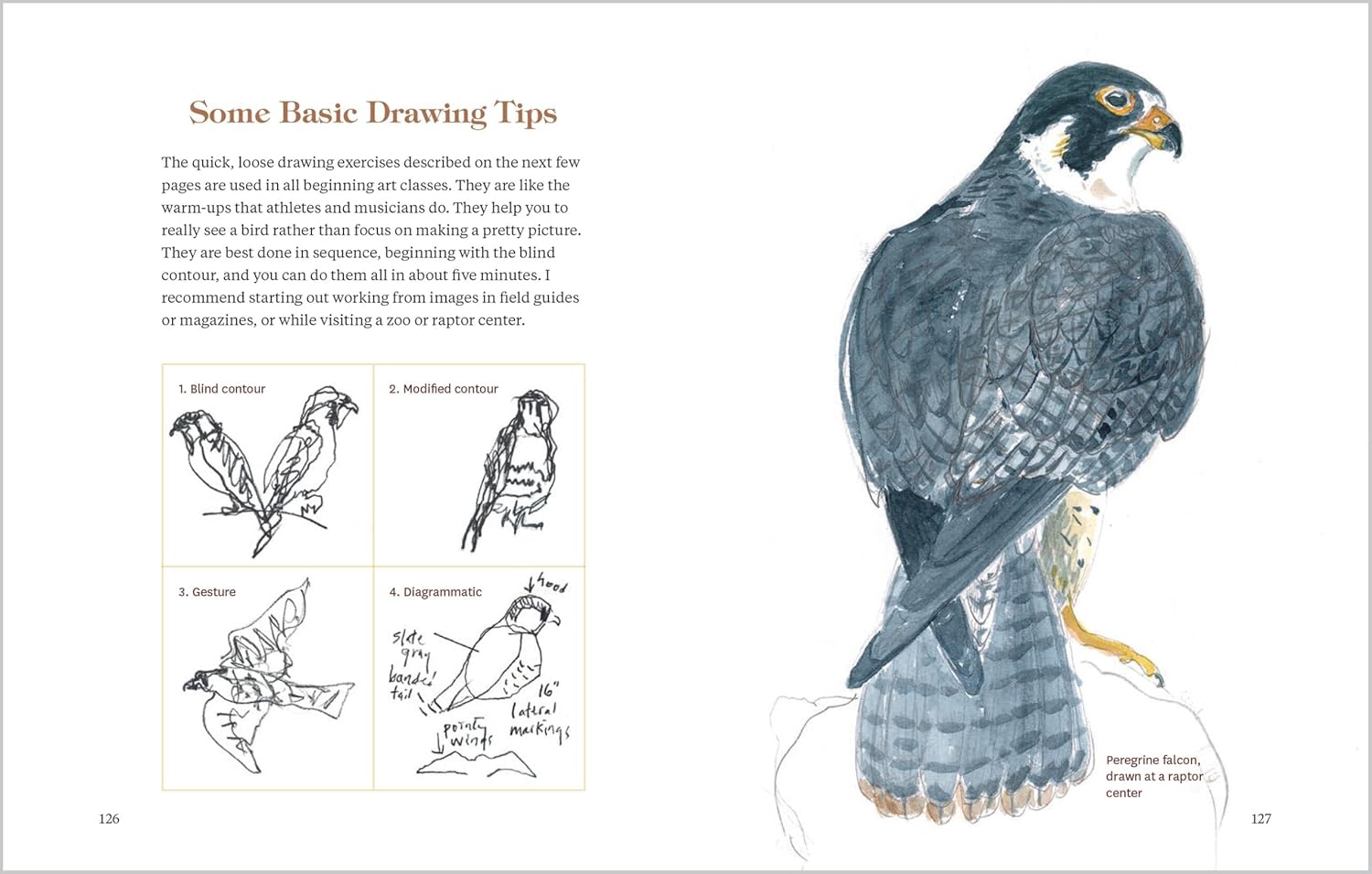How to Look at a Bird: Open Your Eyes to the Joy of Watching and Knowing Birds