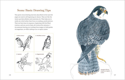How to Look at a Bird: Open Your Eyes to the Joy of Watching and Knowing Birds