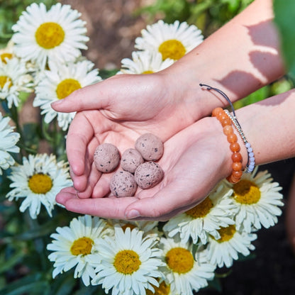 Modern Sprout Seed Balls 